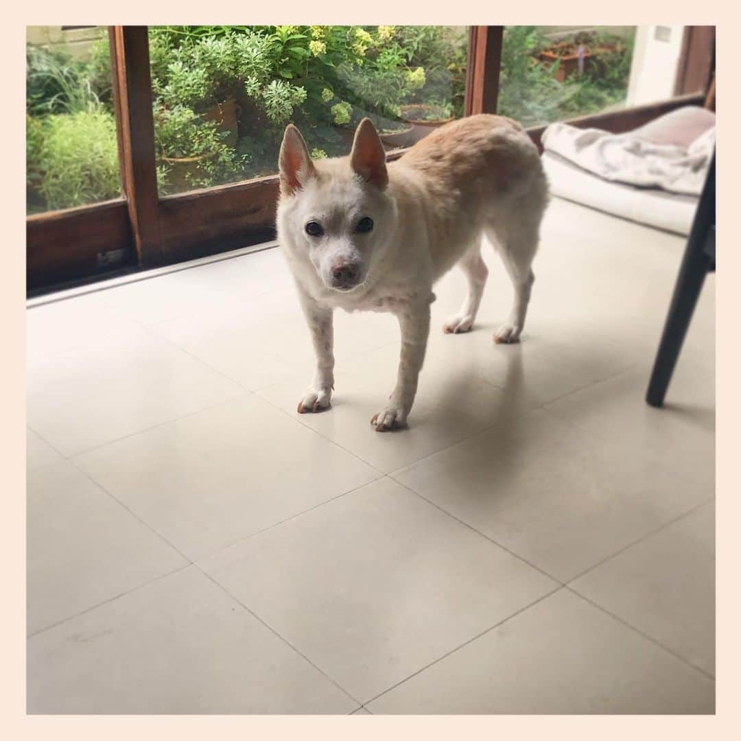 パンといっぴきのインスタグラム：「#元保護犬 #雑種犬 #crossbreed #mixdog」