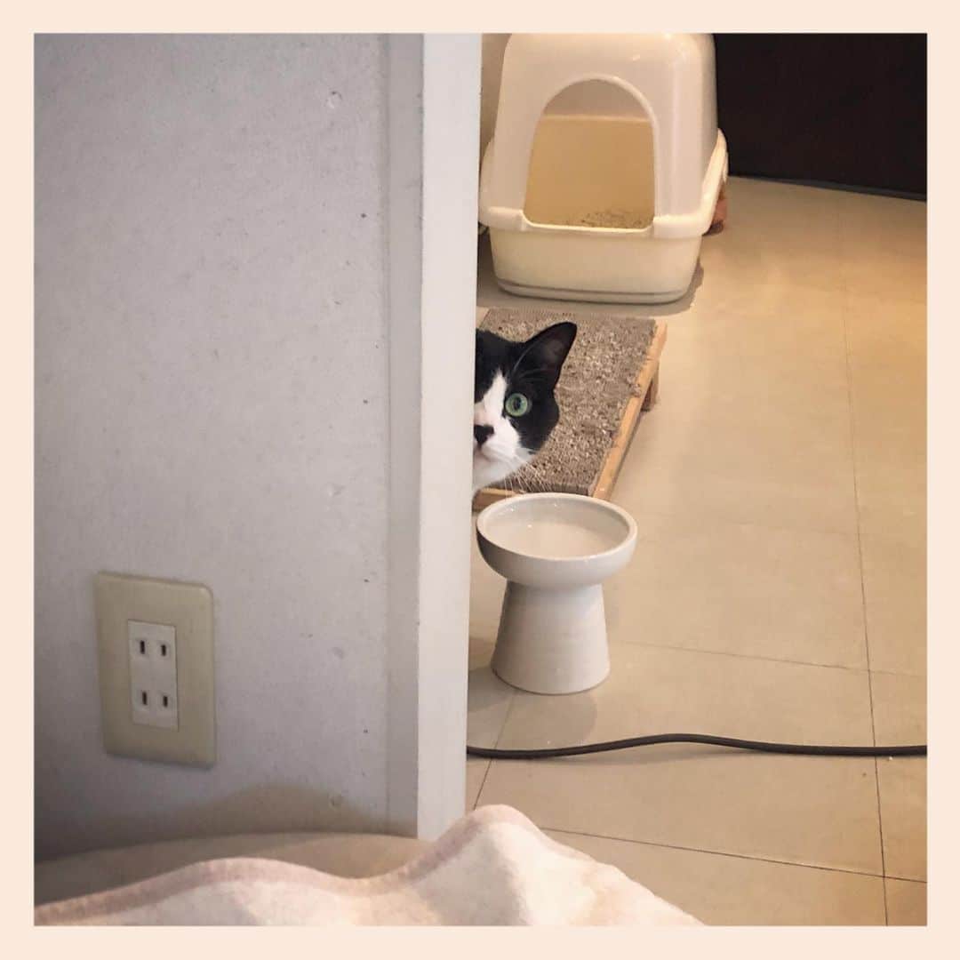 パンといっぴきのインスタグラム：「#元保護猫 #ハチワレ #白黒猫 #blackandwhitecat #tuxedocat」