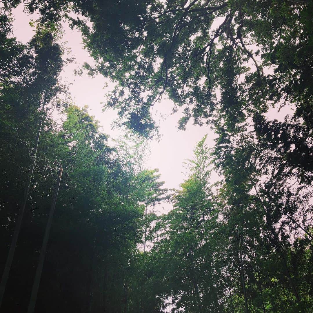 上田祥子さんのインスタグラム写真 - (上田祥子Instagram)「ずっと会いたかった友人とまさかの遭遇✨いい一日でした。#おやすみなさい #竹林 #竹」7月1日 23時44分 - uedasachikoinsta