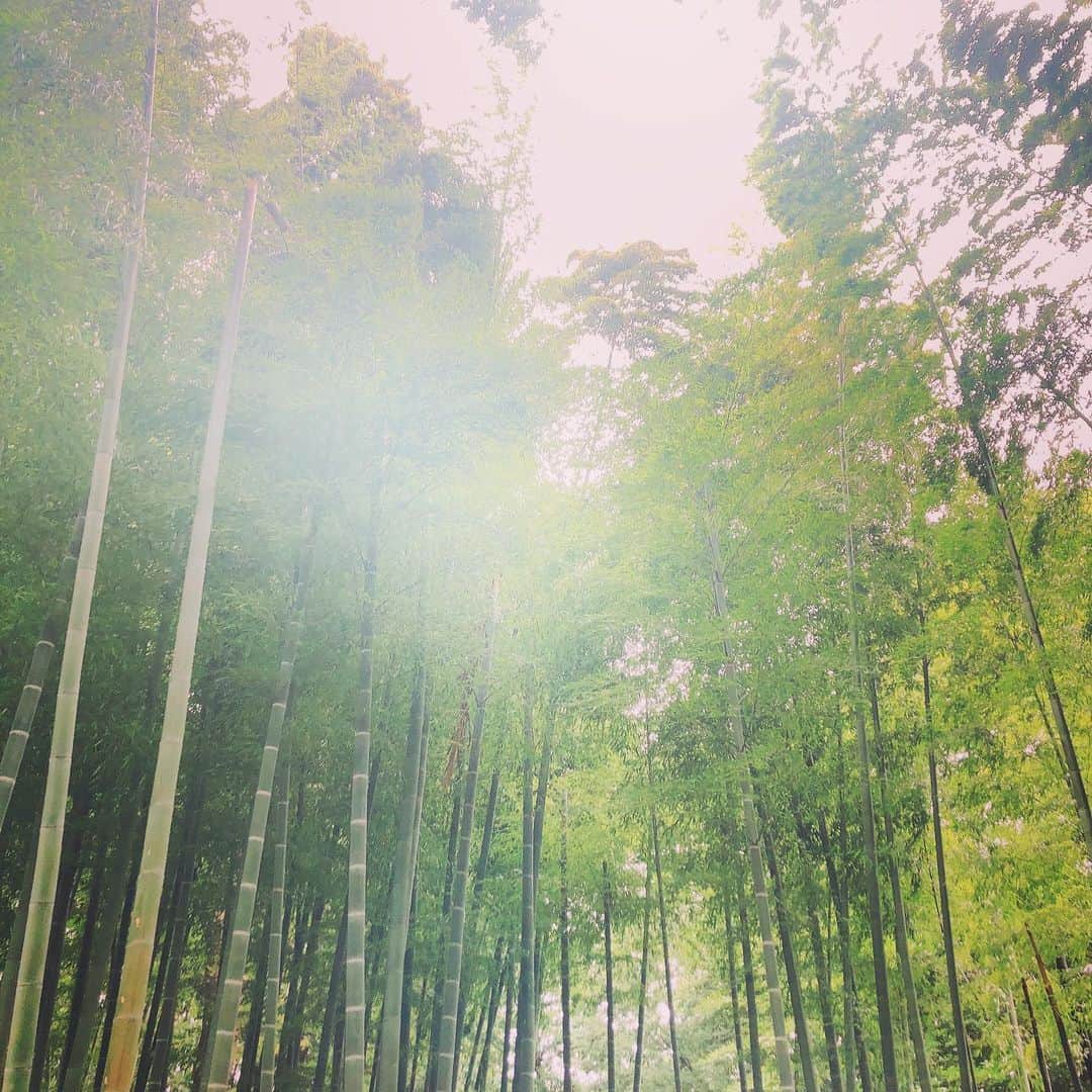 上田祥子さんのインスタグラム写真 - (上田祥子Instagram)「ずっと会いたかった友人とまさかの遭遇✨いい一日でした。#おやすみなさい #竹林 #竹」7月1日 23時44分 - uedasachikoinsta