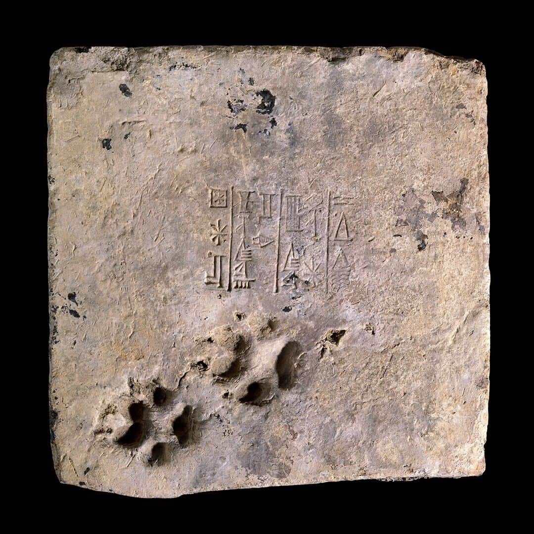 大英博物館さんのインスタグラム写真 - (大英博物館Instagram)「Have any canine companions or feline friends been helping (or hindering) you as we #WorkFromHome?  A Mesopotamian bricklayer might not have been too impressed when a dog walked through the wet clay of this brick over 4,000 years ago 🐾  #BritishMuseum #WorkingFromHome #WFH #MuseumFromHome #Ur #Mesopotamia #dogs #🐾」7月2日 0時00分 - britishmuseum