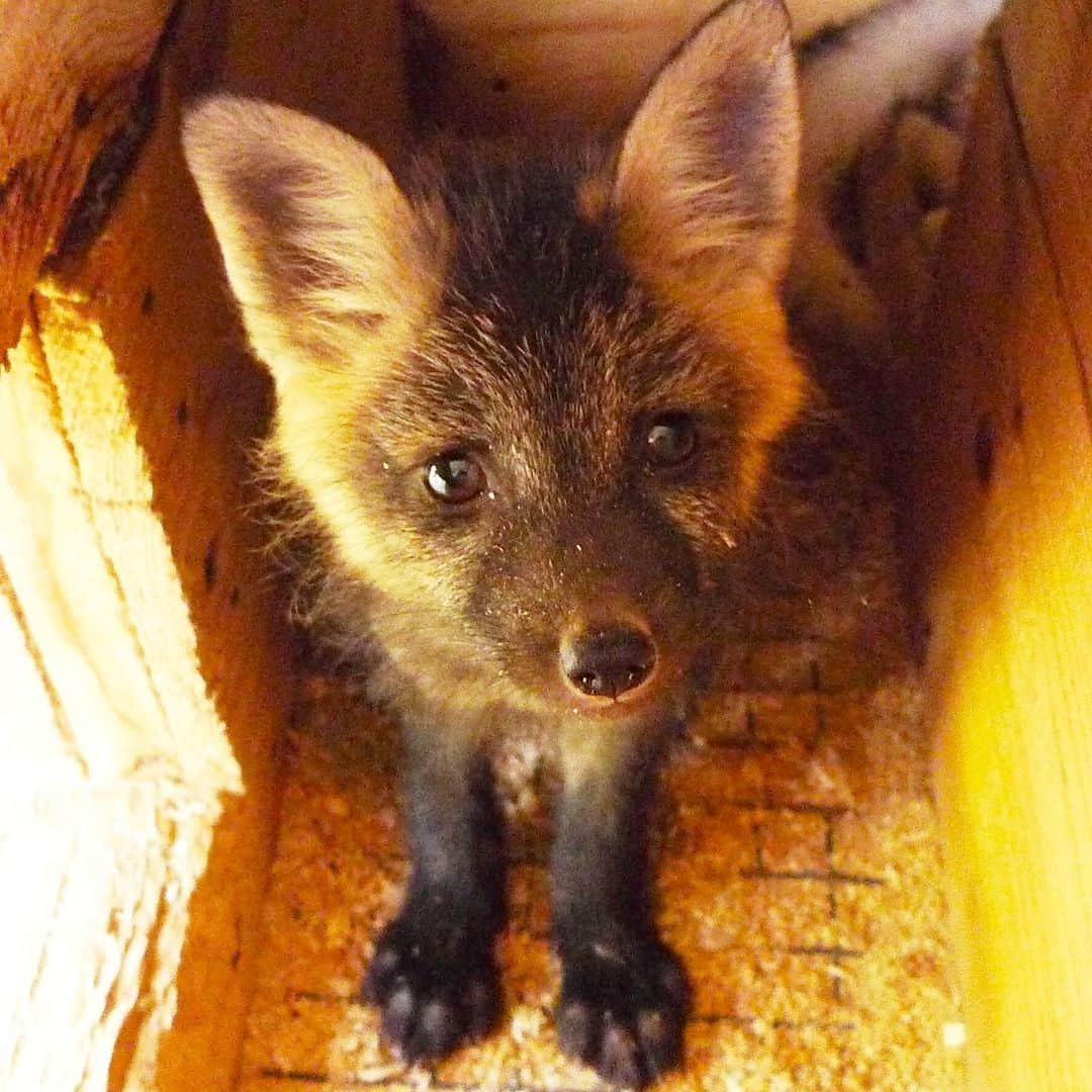 Rylaiさんのインスタグラム写真 - (RylaiInstagram)「Panda’s PAL....... 🦊 . . Hello!!! Im just a little baby fox with no name.  The JABCECC is trying to save me.... They have fallen in love with me and want me to be friends with all of you!!  . Will you fall in love with me?  Will you help me and my friends?  . Will you save foxes today?  . Link to the Panda and Her Pals Fundraiser! We need you!  . . https://donorbox.org/help-us-save-foxes-the-panda-her-pals-project . . #savefoxes #ppp #panda&herpalsproject #foxes #babyfox #crossfox #redfox #vulpes #supportlocal #fundraising #savefoxes #furfree #saynotofur #adopt #conservation #furfarm #russiandomesticatedfoxes #savinglives #compassion #togetherwithlove #panda #sacrific #animalwelfare #sandiego #news #pr #kit」7月2日 0時05分 - jabcecc