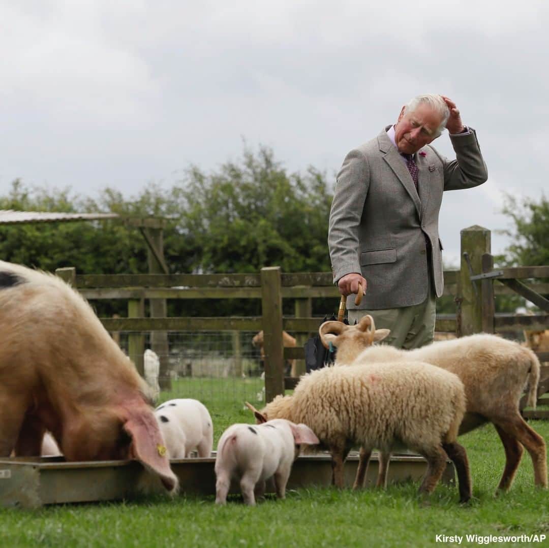 ABC Newsさんのインスタグラム写真 - (ABC NewsInstagram)「Britain's Prince Charles visits Cotswold Farm Park in Guiting Power near Cheltenham, England, highlighting the important work that farm parks do in preserving British native breeds. #england #unitedkingdom #princecharles #farms #farmparks」7月2日 0時06分 - abcnews