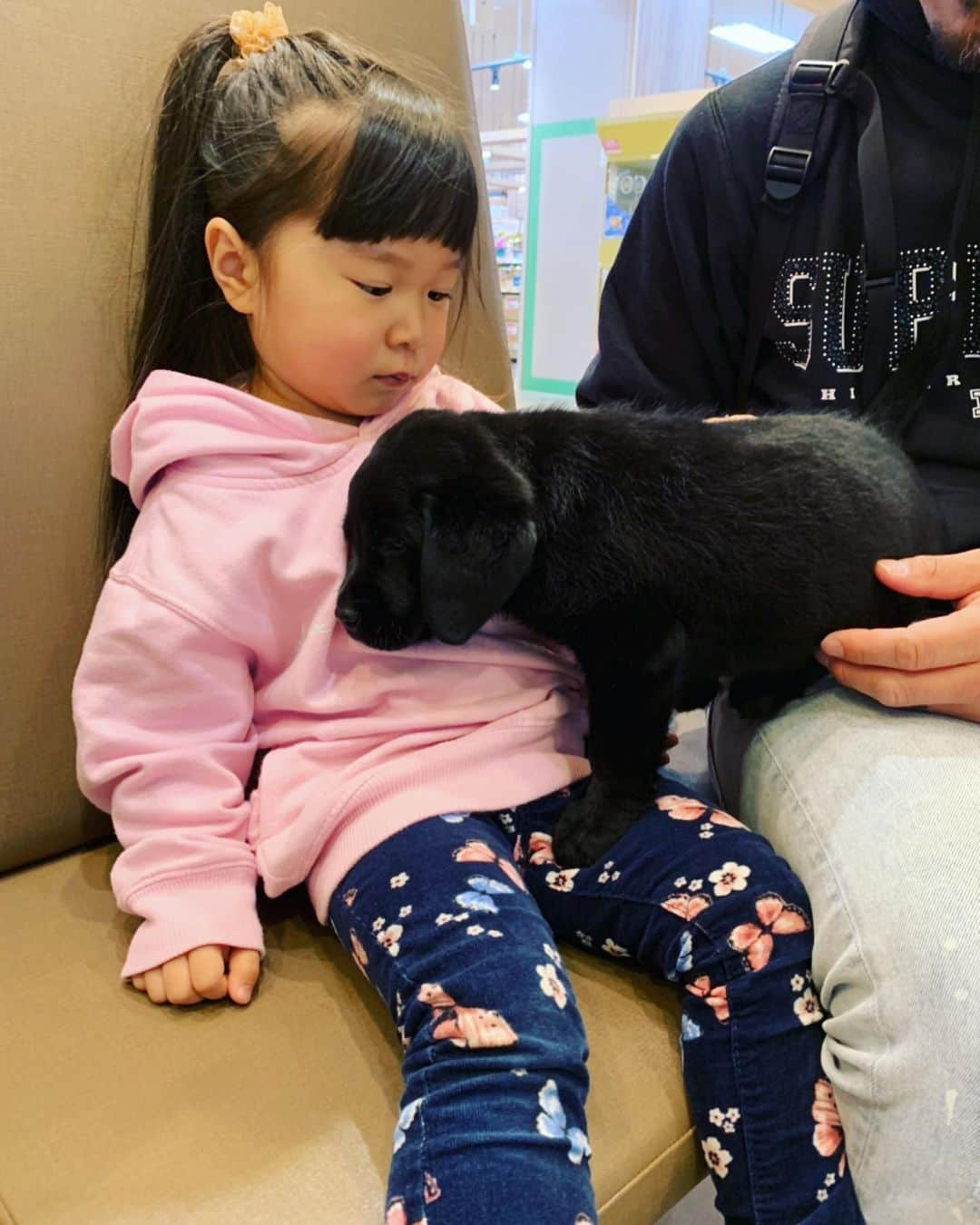 藤井惠さんのインスタグラム写真 - (藤井惠Instagram)「3ケ月前の花ちゃん🐕‍🦺✨ めちゃ小さくて可愛い😍この時は4kg位だったのに今はもう15kg💦 すくすくと成長中❣️ #黒ラブ子犬 #5ケ月 #黒ラブラドール #大型犬のいる生活  #パピー」7月2日 0時16分 - megumi_fujii