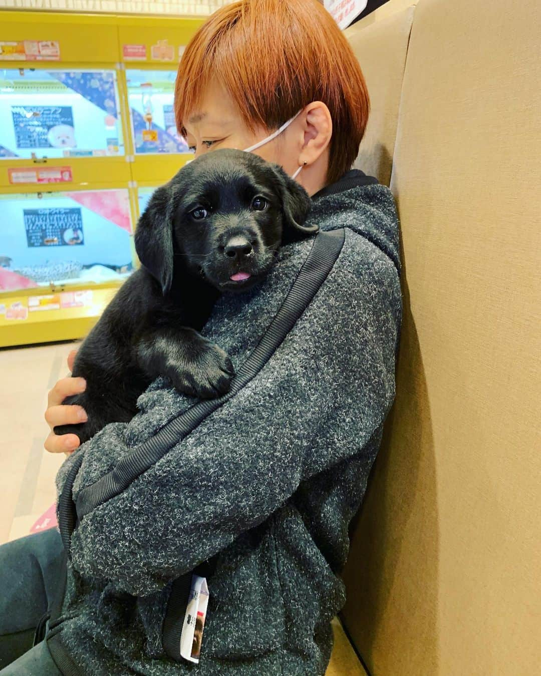 藤井惠さんのインスタグラム写真 - (藤井惠Instagram)「3ケ月前の花ちゃん🐕‍🦺✨ めちゃ小さくて可愛い😍この時は4kg位だったのに今はもう15kg💦 すくすくと成長中❣️ #黒ラブ子犬 #5ケ月 #黒ラブラドール #大型犬のいる生活  #パピー」7月2日 0時16分 - megumi_fujii