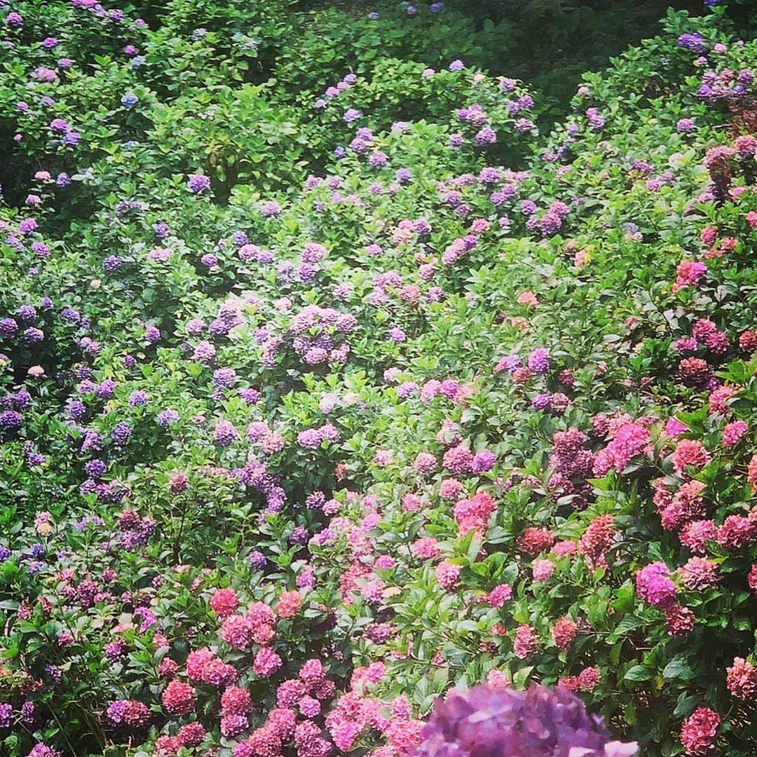 内山絵里加さんのインスタグラム写真 - (内山絵里加Instagram)「・ ・ 2020年も、あと半分ですね。 ・ 先日、紫陽花を見にいった先で 半夏生を見つけました。 1年が半分すぎたこの時期に 毎年白く染まる半夏生。 残り半年。 心新たにがんばろうと思わせてくれます🌿 ・ "あたりまえ"を大切に。 のんびり焦らず、日々進化。 2020下半期も よろしくお願いします🕊 ・ ・ #静岡 #静岡放送 #SBS #SBSテレビ #SBSラジオ #女子アナ #アナウンサー #内山絵里加 #紫陽花 #アジサイ #半夏生 #2020 #2020下半期 #今年も半分 #よろしくお願いします #コロナに負けるな #ウィズコロナ #新しい生活様式 #大鐘家 #秋葉公園 #あじさいめぐり #付き合ってくれありがとう #親友 #カメラに日焼け止めがついていい感じになったらしい #お花が好き #花で季節を感じたい #次は向日葵かな」7月2日 0時17分 - erika.uchiyama1129