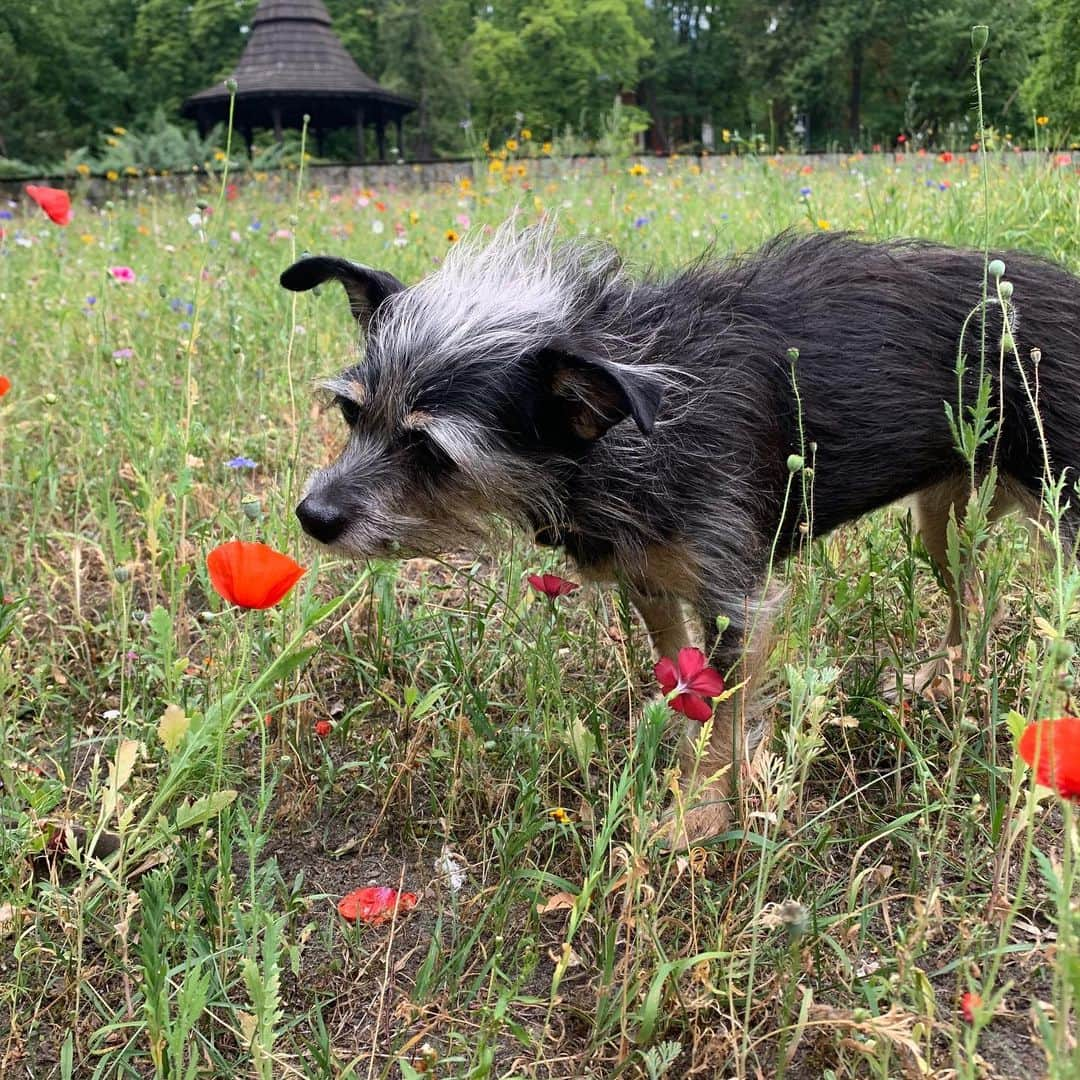 アニヤ・ルービックさんのインスタグラム写真 - (アニヤ・ルービックInstagram)「Today is World Dog Day! I love this creature so much! She gives me so much joy and love! It breaks my heart to see dogs that are abandoned, homeless or mistreated! Let’s also remember that there is no such thing as a bad dog, there are only bad owners.. let’s love them and take care of them! These are our friends for life!  🇵🇱👇 Dziś jest Światowy Dzień Psa!  Tak bardzo kocham to stworzenie!  Daje mi tyle radości i miłości!  Serce mi pęka, gdy widzę psy porzucone, bezdomne lub źle traktowane!  Pamiętajmy też, że nie ma czegoś takiego jak zły pies, są tylko źli właściciele ... kochajmy je i dbajmy o nie! To są nasi przyjaciele na całe życie!」7月2日 0時38分 - anja_rubik