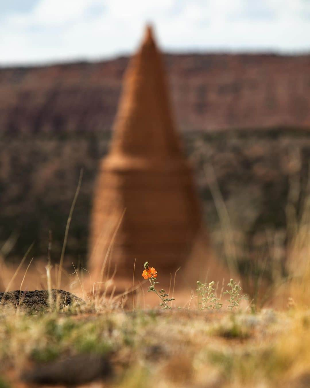 アンジー・ペインさんのインスタグラム写真 - (アンジー・ペインInstagram)「More moments, scenes and textures from Capitol Reef National Park. I spent two days in this park in May while shooting a project for @visitutah. It’s now very high on the list of places I’d like to return to.  • • • #macro #macrophotography #landscape #landscapephotography」7月2日 0時41分 - angelajpayne