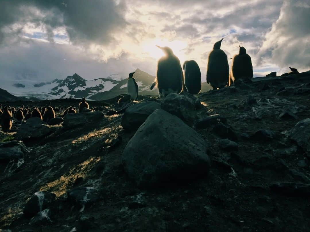 National Geographic Travelさんのインスタグラム写真 - (National Geographic TravelInstagram)「Photo by Spencer Millsap @Spono  King penguins and their chicks perch as the sun dips down on St. Andrews Bay, South Georgia. The colony numbers over 400,000 and is a stunning testament to the success in strict biosecurity and minimal human presence on this precious island in the southern Atlantic Ocean. #SouthGeorgia #StAndrewsBay #KingPenguins」7月2日 1時06分 - natgeotravel