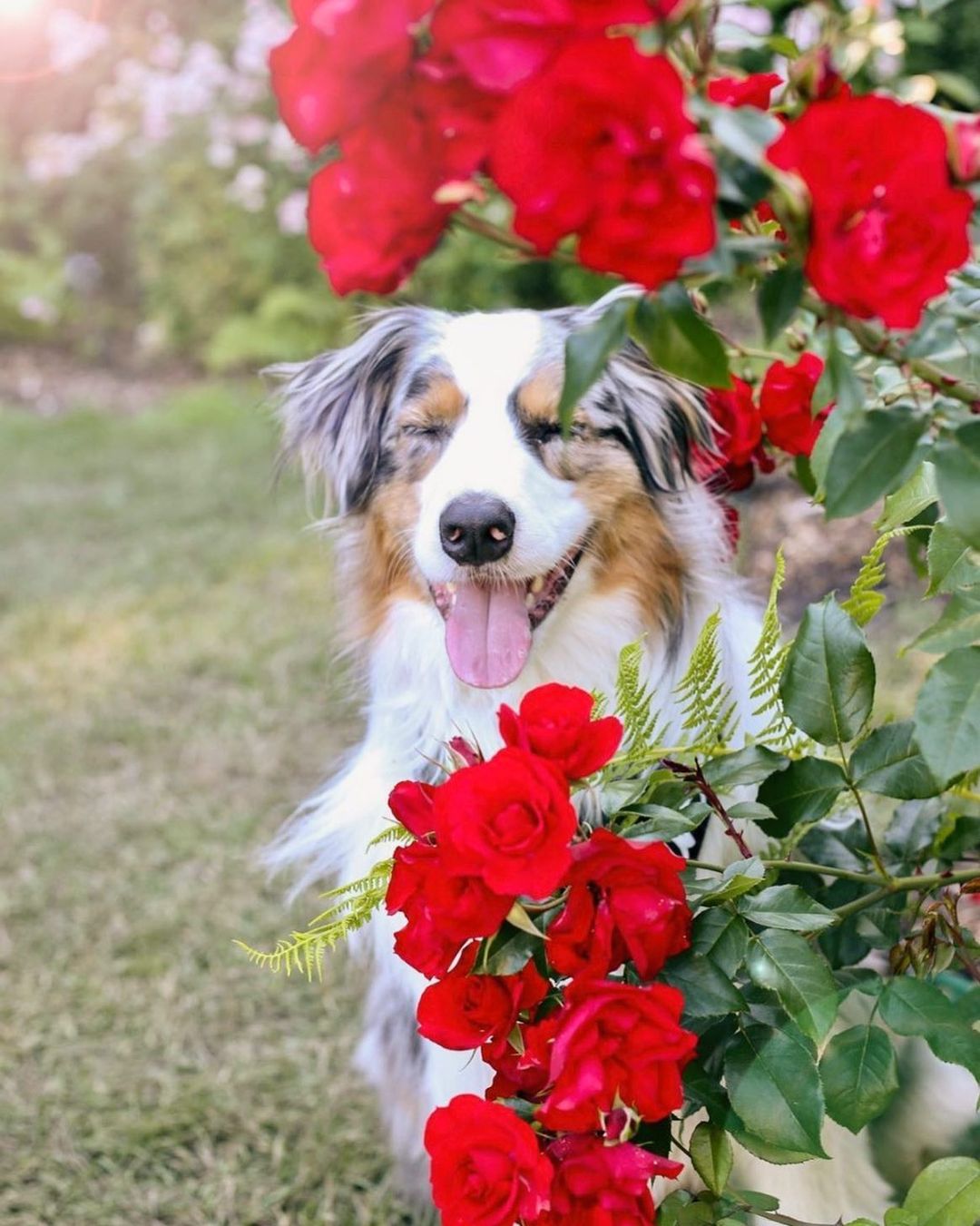 Portlandさんのインスタグラム写真 - (PortlandInstagram)「That feeling when it’s ROSE SEASON! With over 550 varieties of roses just at the International Rose Garden- no wonder they call us Rose City!  - 📷:@oli_the_aussie_ #Portland #Oregon #PDX #RoseCity #Summer #Roses」7月2日 1時15分 - portland