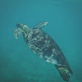 大森皓のインスタグラム：「ゼニガメ発見 #dji #osmoaction #japan #turtle🐢 #生存確認」