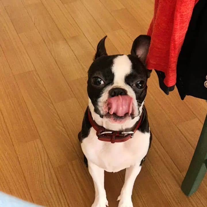 のインスタグラム：「ボスかわいいの🥰  私の声が高すぎる。  #ぼすとんてりあ」