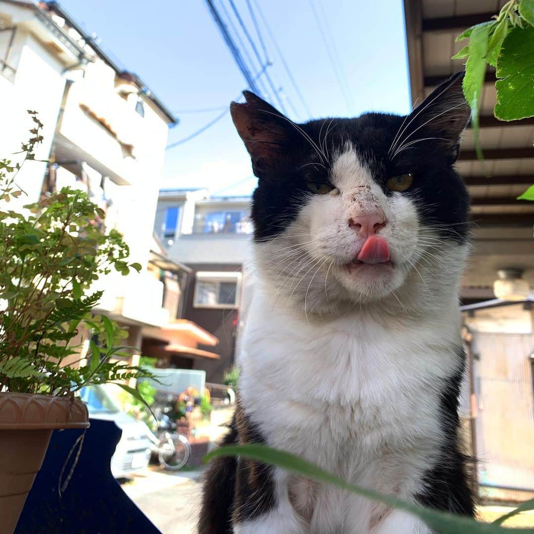 Kachimo Yoshimatsuさんのインスタグラム写真 - (Kachimo YoshimatsuInstagram)「おはようイカスミ。 久しぶりにやってきたイカスミ。 アレ？耳カットされてる。 去勢手術されたのか？ #うちの猫ら #ikasumi #sotononekora #サクラ猫 #猫 #ねこ #cat #ネコ #catstagram #ネコ部 http://kachimo.exblog.jp」7月2日 12時26分 - kachimo