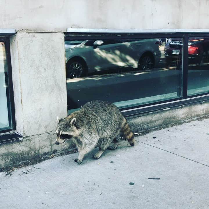 アイオン・ベイリーのインスタグラム：「Canada,,, Universal Health care for all; canadaday2020 @affordablehealthcareforall #raccoonlover❤️🐾💯😍」