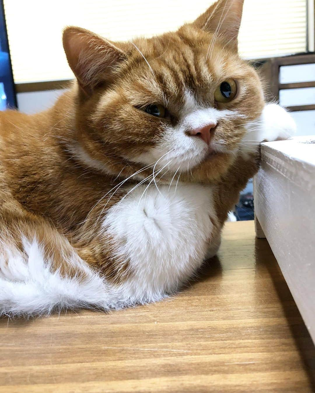 kamunaさんのインスタグラム写真 - (kamunaInstagram)「とぼくん’つかまって寝るタイプ😊  #ねこ#cat#catofinstagram#cats#マンチカン部#ぺぺぺっつ#ねこのきもち#多頭飼い#scottishfold#スコティッシュフォールド#短足#ねこ好き#ねこのいる生活#bestmeow#pecoねこ部#pecotv#club_of_cats#catsoftheday#instacat_meows#cats_of_world#cat_features#kitties#hachiwarebroモデル#nyancon01」7月2日 11時28分 - tansoku_love