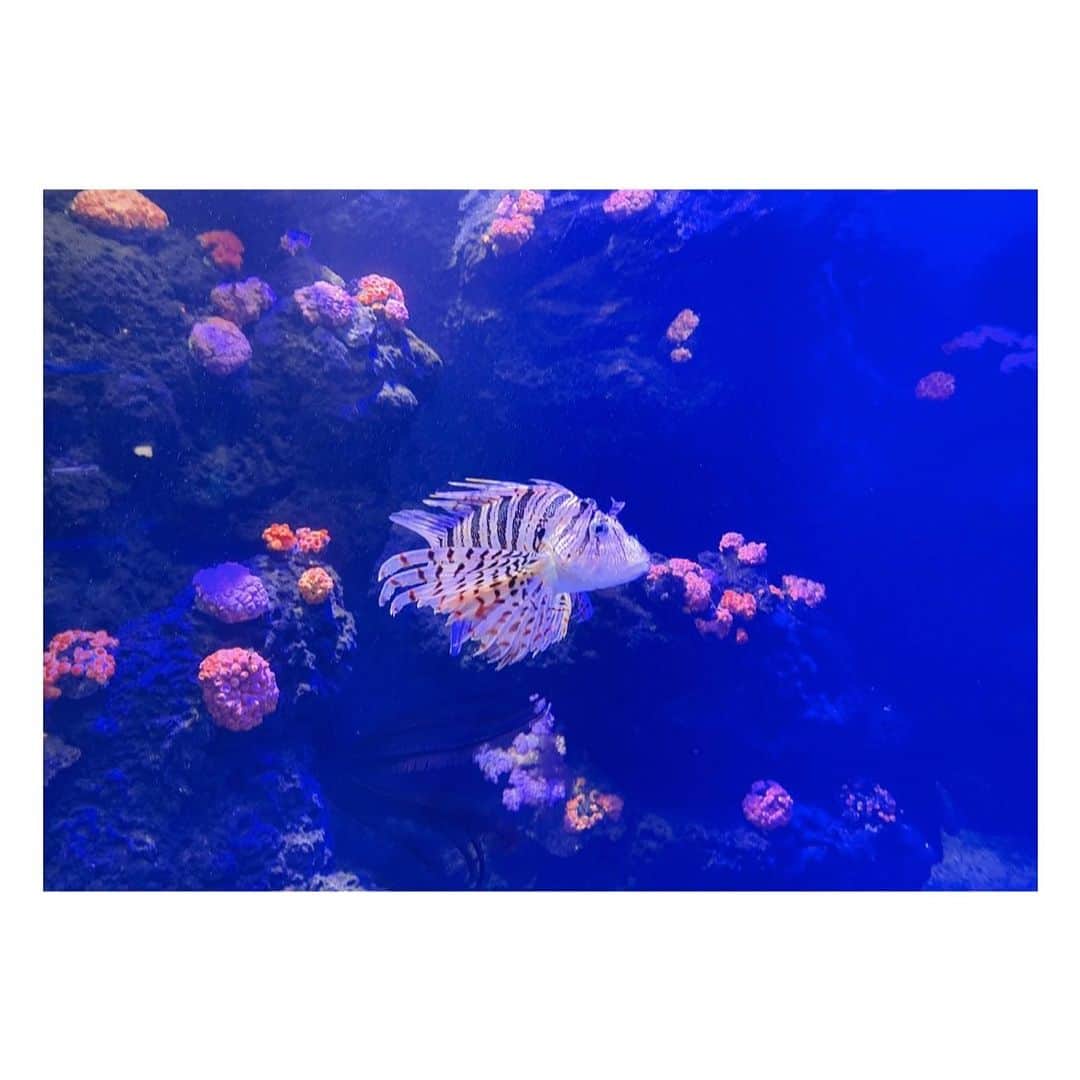 のインスタグラム：「四国水族館🐠水槽がお花畑みたいな作りで可愛かったです💐  #四国水族館」