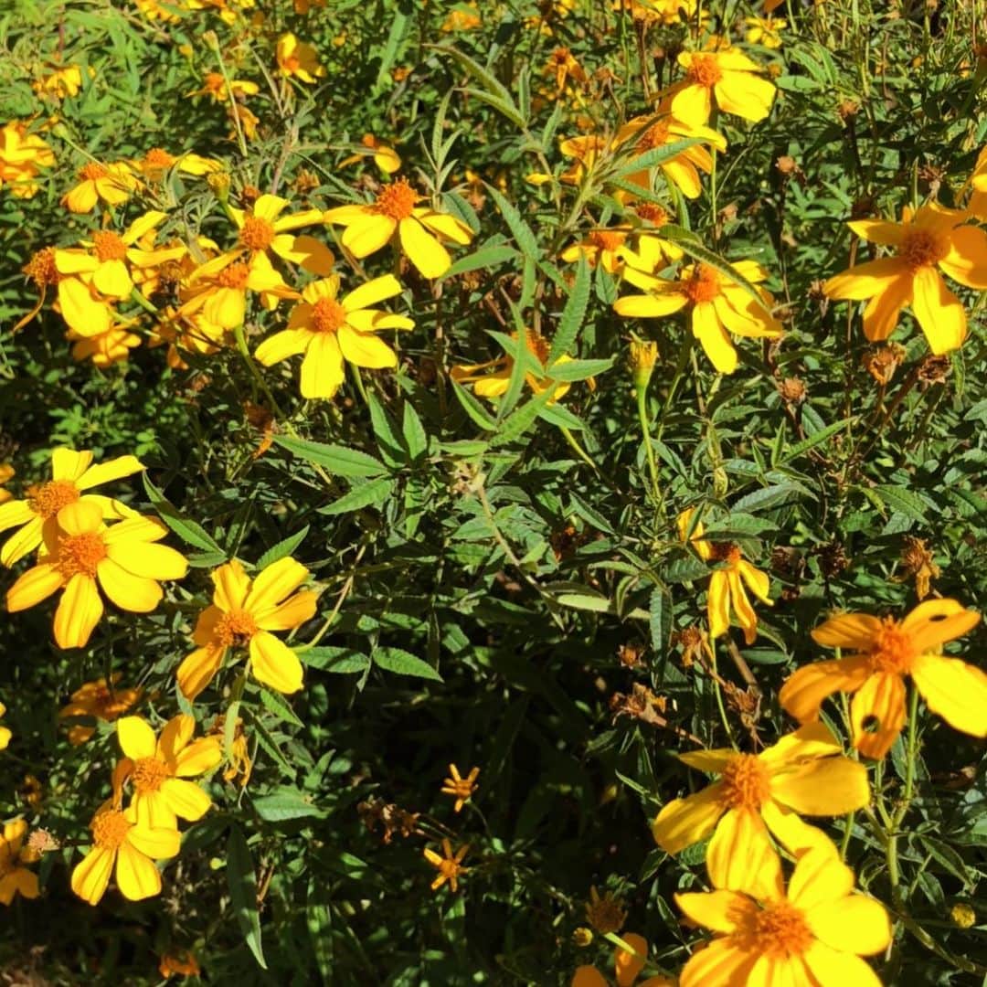 ジュリア バレットのインスタグラム：「Link in bio 🌼」