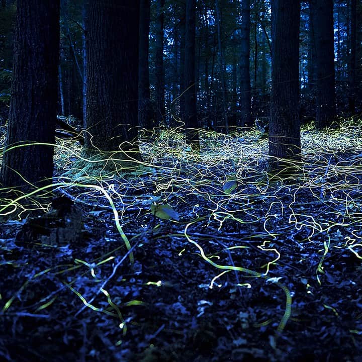 TED Talksさんのインスタグラム写真 - (TED TalksInstagram)「How do fireflies light up the night? And why do they light up at all? These are the questions that evolutionary ecologist Sara Lewis has studied for years. In her talk, she says that when fireflies —  like the ones pictured here in the Smoky Mountains — light up, they aren't just talking; they're flirting! "The luminous displays we admire here and everywhere around the world are actually the silent love songs of male fireflies," says Lewis. "They're flying and flashing their hearts out. I still find it very romantic." Learn more about how bioluminescence works, how clever female fireflies use it to trick unsuspecting prey, and how human populations might be endangering it at the link in our bio.⁠ ⁠ [Photo: Spencer Black]」7月2日 5時30分 - ted