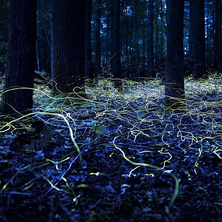 TED Talksのインスタグラム：「How do fireflies light up the night? And why do they light up at all? These are the questions that evolutionary ecologist Sara Lewis has studied for years. In her talk, she says that when fireflies —  like the ones pictured here in the Smoky Mountains — light up, they aren't just talking; they're flirting! "The luminous displays we admire here and everywhere around the world are actually the silent love songs of male fireflies," says Lewis. "They're flying and flashing their hearts out. I still find it very romantic." Learn more about how bioluminescence works, how clever female fireflies use it to trick unsuspecting prey, and how human populations might be endangering it at the link in our bio.⁠ ⁠ [Photo: Spencer Black]」
