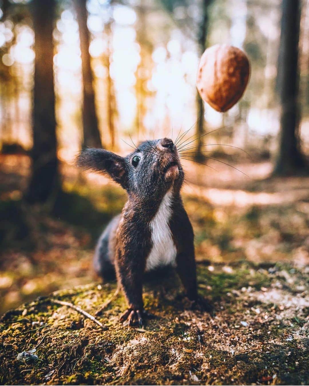 FOLKのインスタグラム：「Okay okay, I know you want another squirrel photo. Photo by @_marcelsiebert」