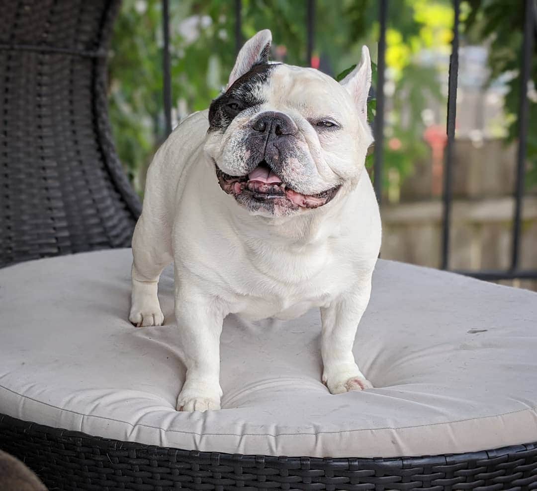 Manny The Frenchieのインスタグラム：「Happy boy 😃」