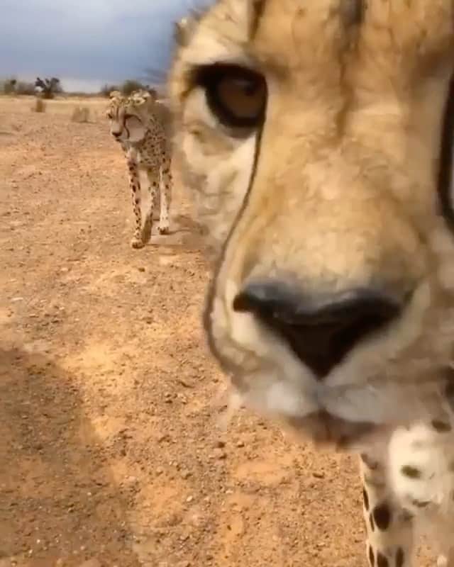 WildLifeのインスタグラム：「Video by @lisatorajaqueline 😍」