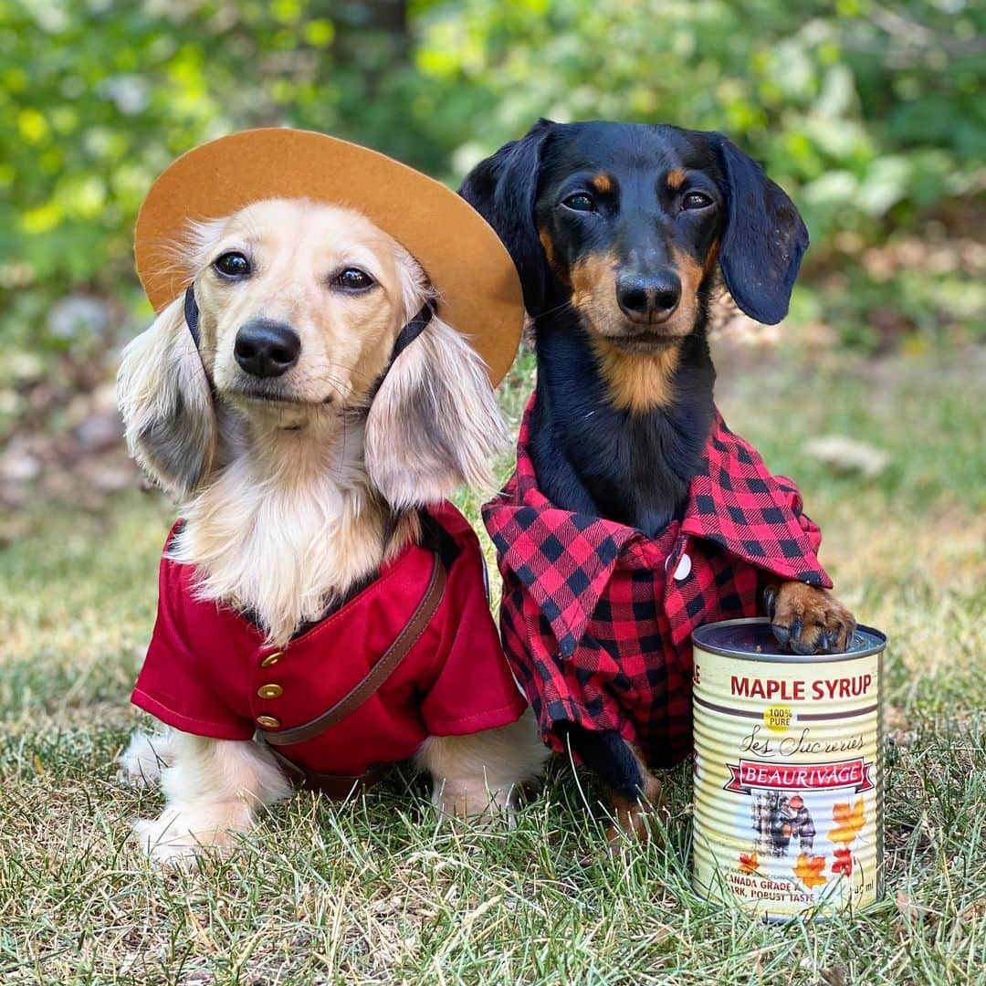 Crusoe the Celebrity Dachshundのインスタグラム：「Still want to wish everyone a happy Canada Day 🙂」