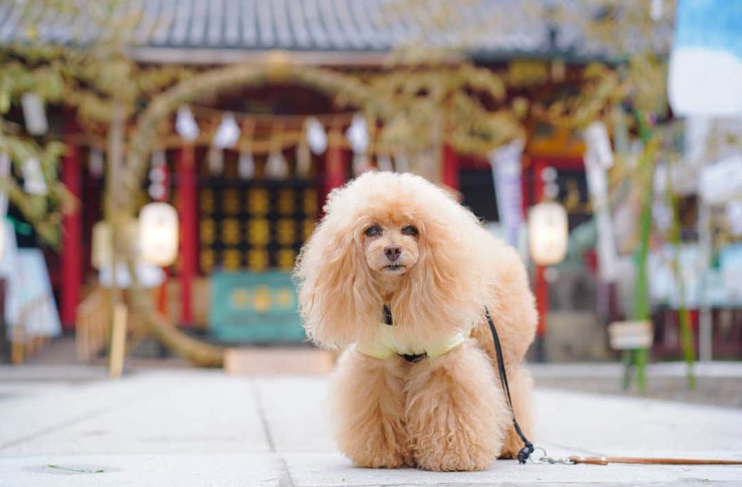 Toypoodle Mikuru?Asakusa Tokyoのインスタグラム：「20200702 Thursday. Good morning! Friends 💕 お散歩しやすい涼しい朝です☺️ みきゅるんは浅草神社の茅の輪をくぐってお参りしましたよ😄 . 今年も夏詣の時期がきましたね😊 7月もよろしくねッ😆 . スライドワークの日は、あさんぽ時間が一時間早くなるので、お友達に会えません🥺 なので、肉活もできない みきゅるんなのでした😅 . #浅草神社 #茅の輪くぐり #夏詣」
