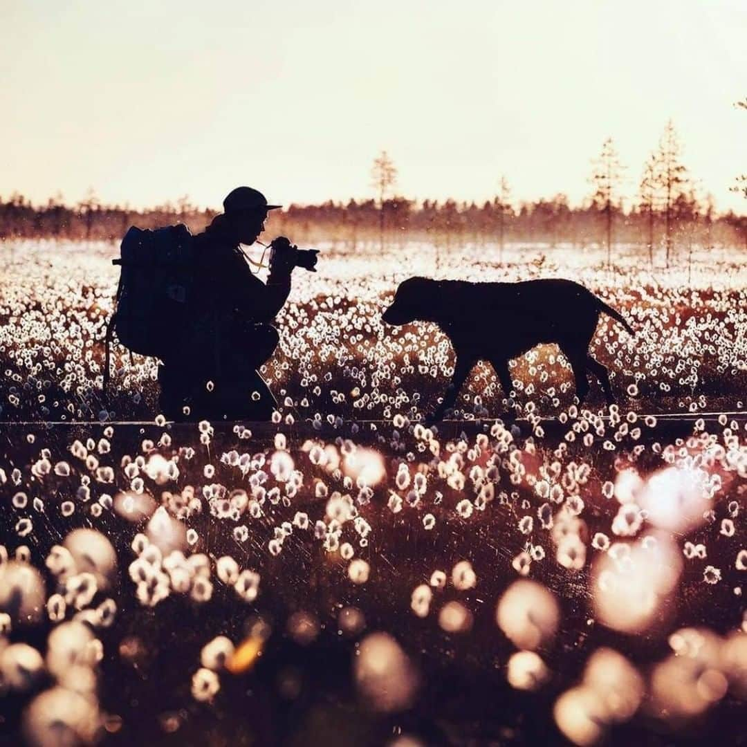 フィンランド政府観光局さんのインスタグラム写真 - (フィンランド政府観光局Instagram)「トウヒの芽が出てきた後には、ワタスゲのシーズン。自然は変化はとても興味深くて、写真に収めたくなりますね。 ． @kaffegram さんの写真。Kiitos！  #ourfinland #visitfinlandjp # #finland #北欧旅行 #travelgram #フィンランド #フィンランド政府観光局 #北欧 #travel #instatravel #travel #travelgram #travelling #traveler #おうちで北欧を楽しもう #おうちフィンランド #旅を夢見て #北欧に行きたい気持ちを満たそう  #自然 #オウル #visitoulu」7月2日 7時00分 - visitfinlandjapan