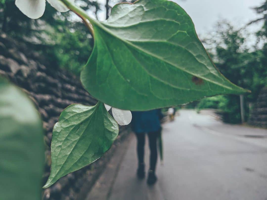 藤田敦子のインスタグラム：「ㅤㅤㅤ  After rain comes fair weather. ㅤㅤㅤ 止まない雨はない。 雨の後の山が好き。 降りすぎは怖いけども。」