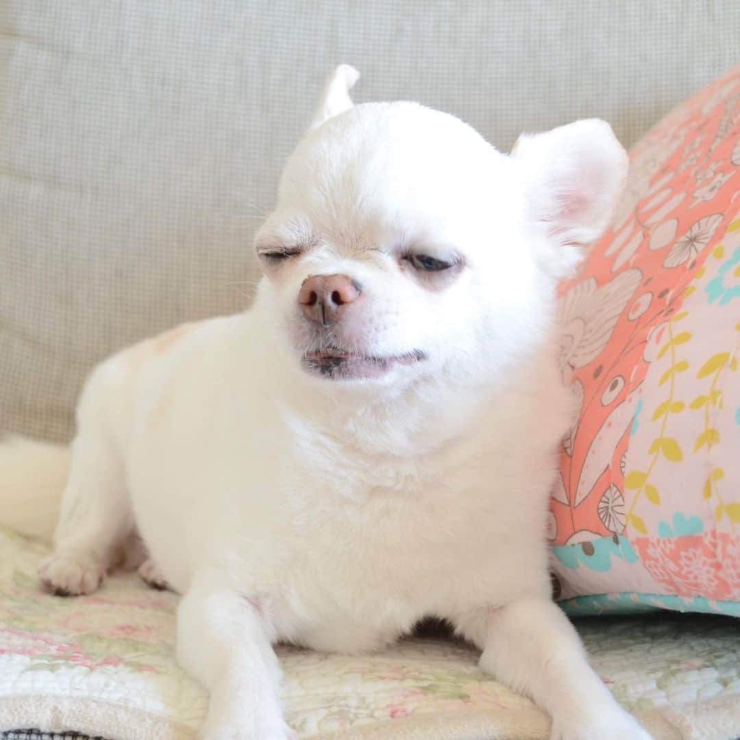 KORIKIのインスタグラム：「おはようございます♪ #dogofsapporo #dog, #dogs, #dogstagram,#chihuahua,#犬バカ部,#チワワ,#koriki, #hanadog #白スムチ連合会, #スムチー,  #dogofthedayjp, #dogoftheday  #ilovemydog #instadog #instapet #WhiteChihuahua  #吉娃娃 #치와와  #dogsofinstagram #Chihuahualover  #ชิวาวา #チワワの輪 #barkbox #WhiteChihuahuaParty #もふもふモフモフ」