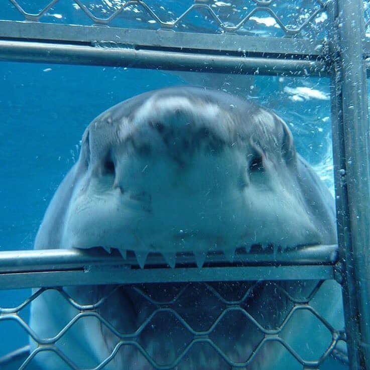 WildLifeのインスタグラム：「Shark GIVEAWAY!😍👇🏻 During these difficult times we want to give you something to look forward to:  We are giving you a chance to win a Shark trip IN AUSTRALIA with @calypsostarcharters! flights and accommodation included, To WIN:  1.GO Follow: @discoversharkstours and also follow every account they are following (it only takes 20 seconds to follow all 25 accounts)  2. Like this post  3. Tag a friend . (Bonus) Share this post on your IG Story for an additional entry!  The winner will be chosen randomly ‪on July 25th 2020 & announced on @discoversharkstours account.  Please Note: This sweepstake is in no way sponsored, administered, or associated with Instagram, PayPal, TransferWise, or any Brands in the contest images. By entering, entrants confirm they are 18+ years of age, release Instagram of responsibility, and agree to Instagram's term of use. ( 📷 @calypsostarcharters ) #greatwhitesharks #greatwhiteshark」