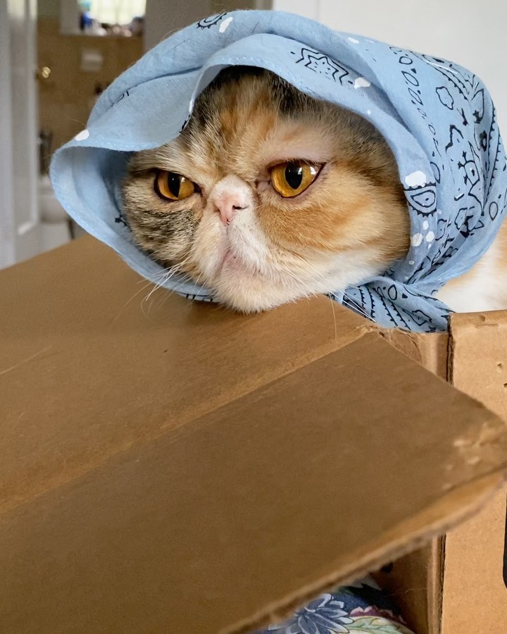 Tinaのインスタグラム：「I don’t know if George likes Wheezy’s new look 😂😂😂」
