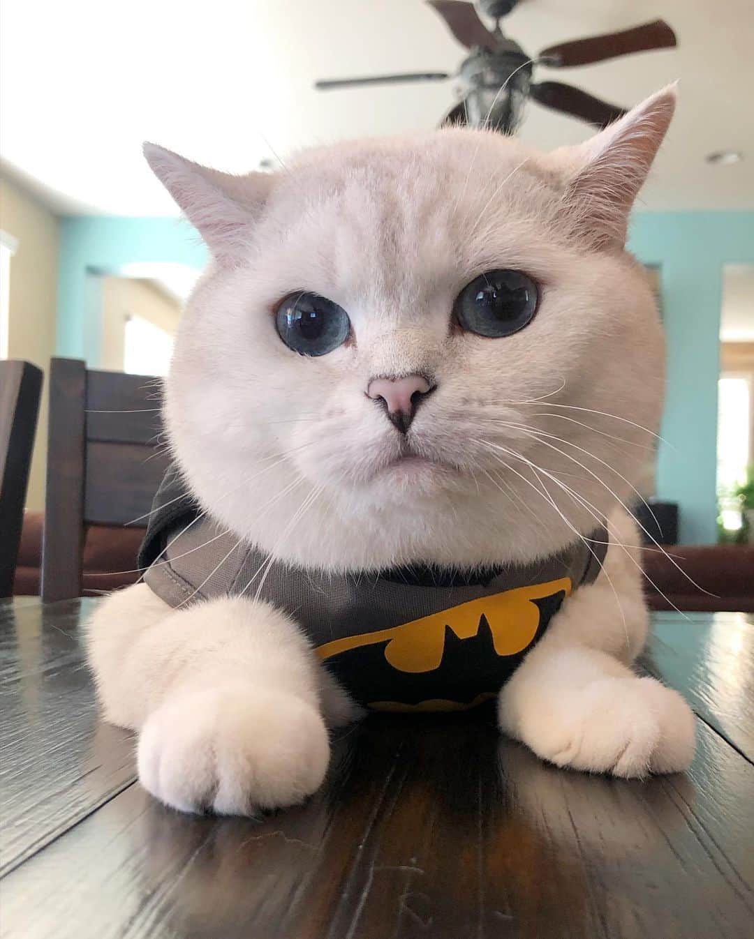 ミスター・ホワイトさんのインスタグラム写真 - (ミスター・ホワイトInstagram)「I’m Batman 😸 Who is your favorite super hero?」7月2日 7時49分 - white_coffee_cat