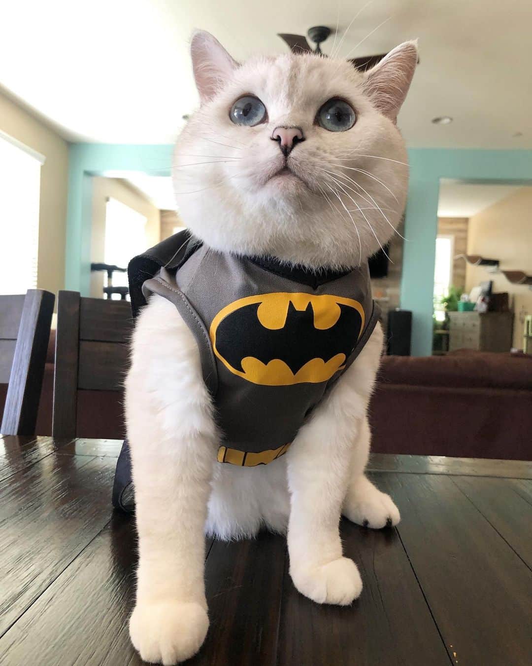 ミスター・ホワイトさんのインスタグラム写真 - (ミスター・ホワイトInstagram)「I’m Batman 😸 Who is your favorite super hero?」7月2日 7時49分 - white_coffee_cat
