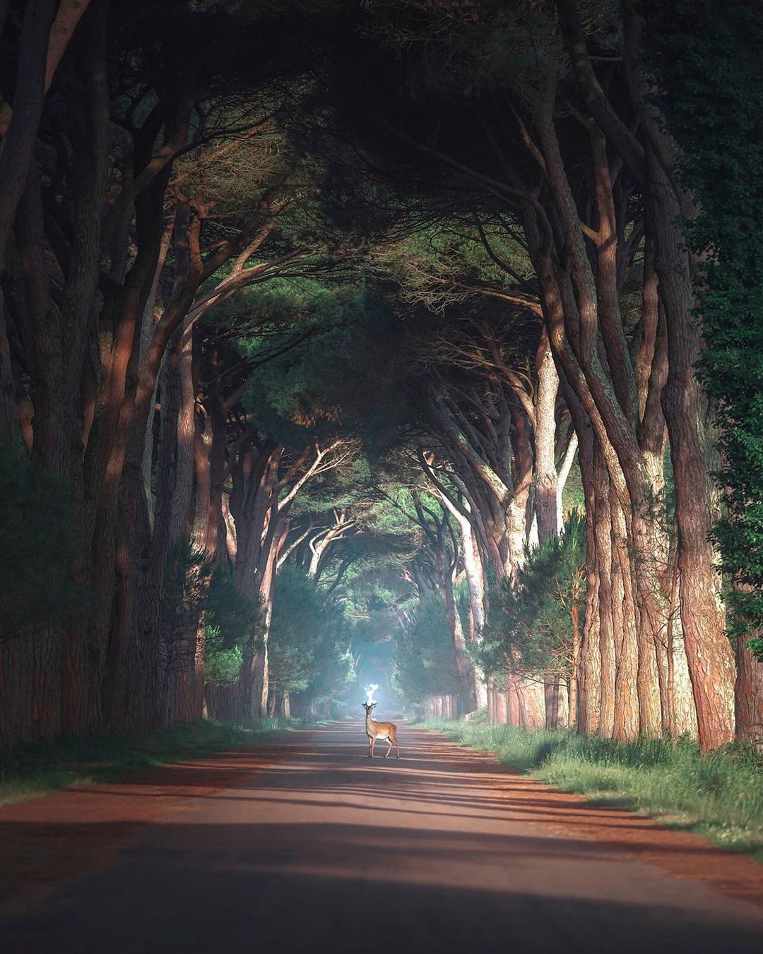 のインスタグラム：「When everything adds up! 🦌 🌳 Photography  @visualsofjulius Curated by @steffeneisenacher  #italy #tuscany #sanrossore #treetunnel #wildlife #wildlifephotography」