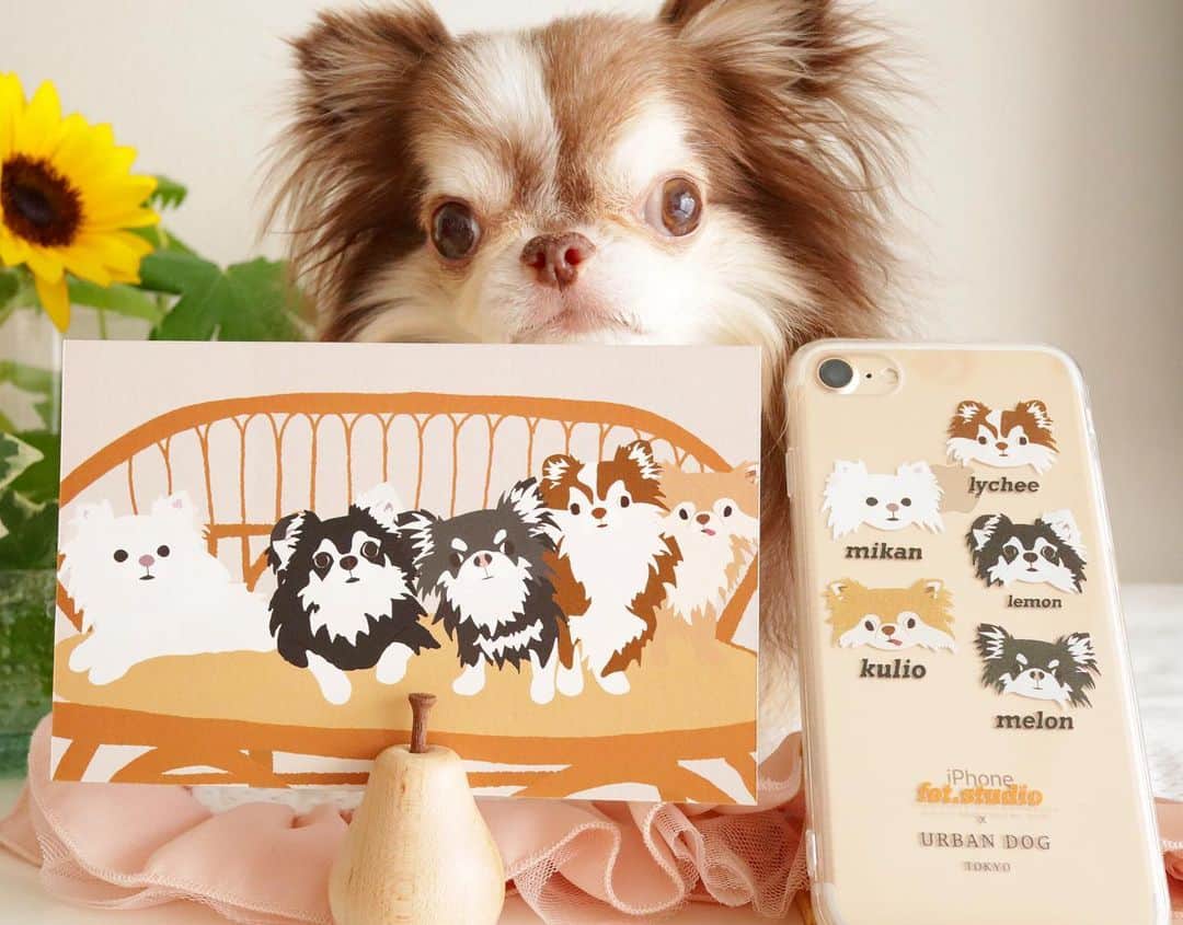kayoのインスタグラム：「* * * みんな大好き うちの子グッズ🐶✨ * * 明日 7月3日20時より @urbandogtokyo さんから可愛いオリジナルグッズが発売されます☺️💕 * * 写真を元に アーチストさんが描かれるイラストは優しい雰囲気でなんといってもみんなそっくり😳 * * とっても可愛い仕上がりで 眺めてニヤニヤしております🤤💕💕 * * 皆さんもこの機会に是非 うちの子グッズいかがですか？☺️ * * ⭐️ワンコ以外でも動物ならOK ⭐️5匹までならOK ⭐️iPhone7以降の全機種対応 * * @urbandogtokyo  @fet.studio  * * #urbandogtokyo #fet.studio #オリジナルグッズ #うちの子グッズ * * #chihuahua#chihuahualove#dogstgram#dog#instadog#チワワ#チワワ大好き * *」