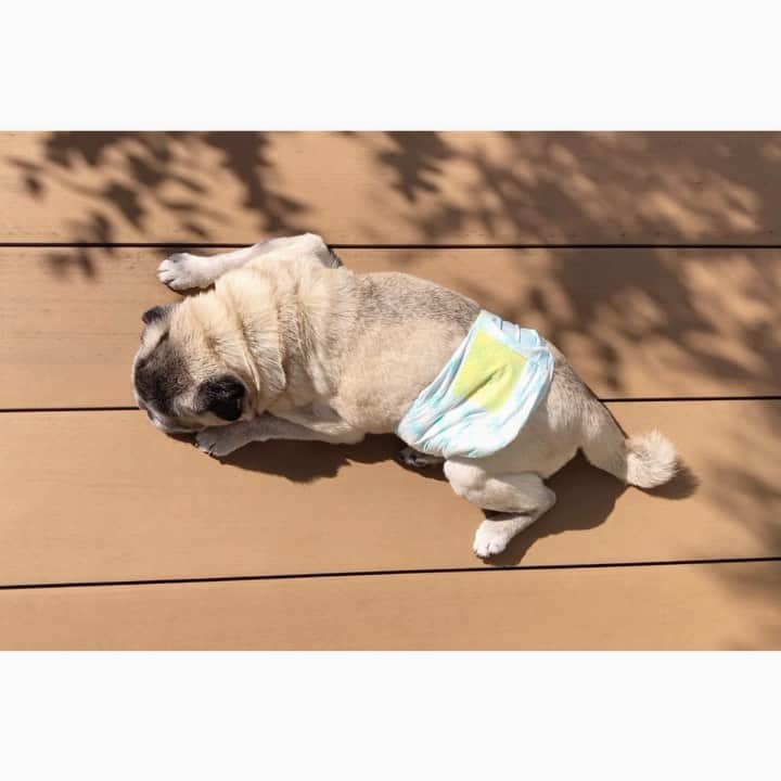 八兵衛のインスタグラム：「Hello July🌿 Jul2,2020 * *  #ほぼ黒パグ #おじいちゃん犬 #pug #puggy #puglife #puglove #petstagram #pugstagram #pugsofinstagram #pugs #dog #ふわもこ部  @igersjp #IGersJP #east_dog_japan #pecoイヌ部 #八兵衛 #はちべえ #朝ワンコ夕ニャンコ」