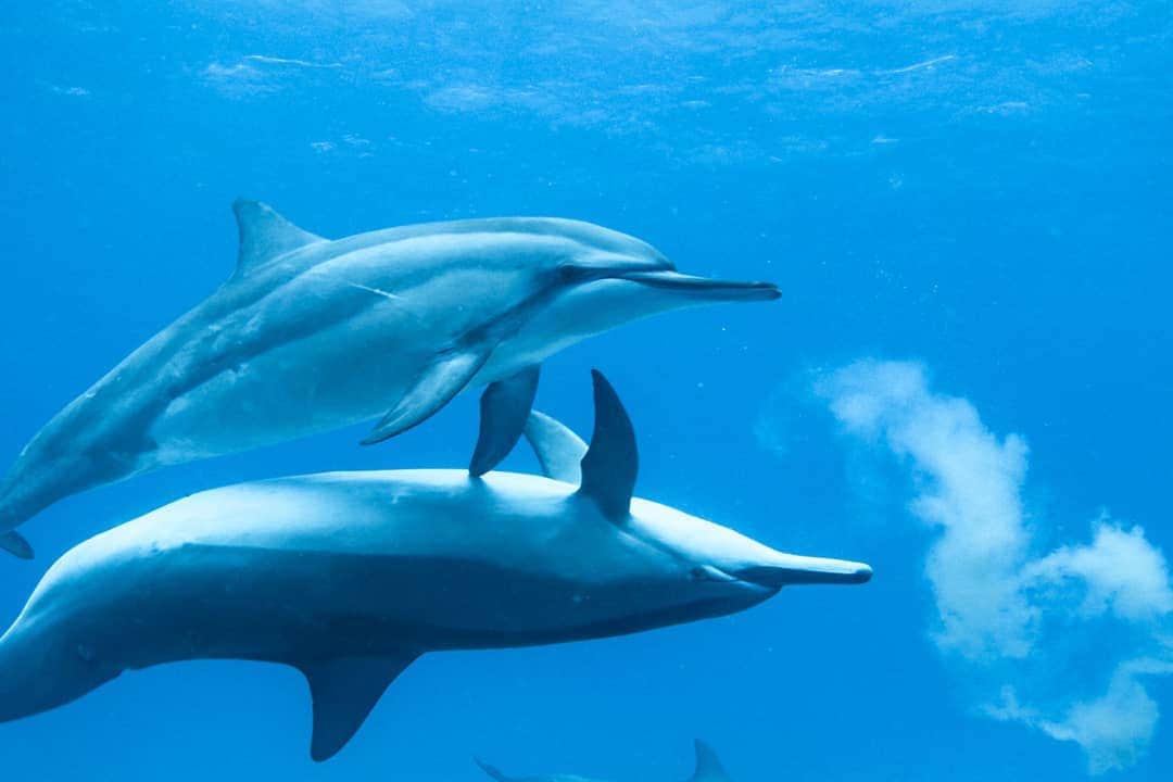 And Youさんのインスタグラム写真 - (And YouInstagram)「It's been proven by scientists that dolphins communicate with each other in sophisticated ways. What do you think they talk about? 💭. ​. ​. ​. ​. ​. ​. ​#questionoftheday #dolphins #dolphinsandyou #swimwithdolphins #hawaiilife #luckywelivehawaii #underwaterphotography #discoverocean」7月2日 8時26分 - dolphinsandyou