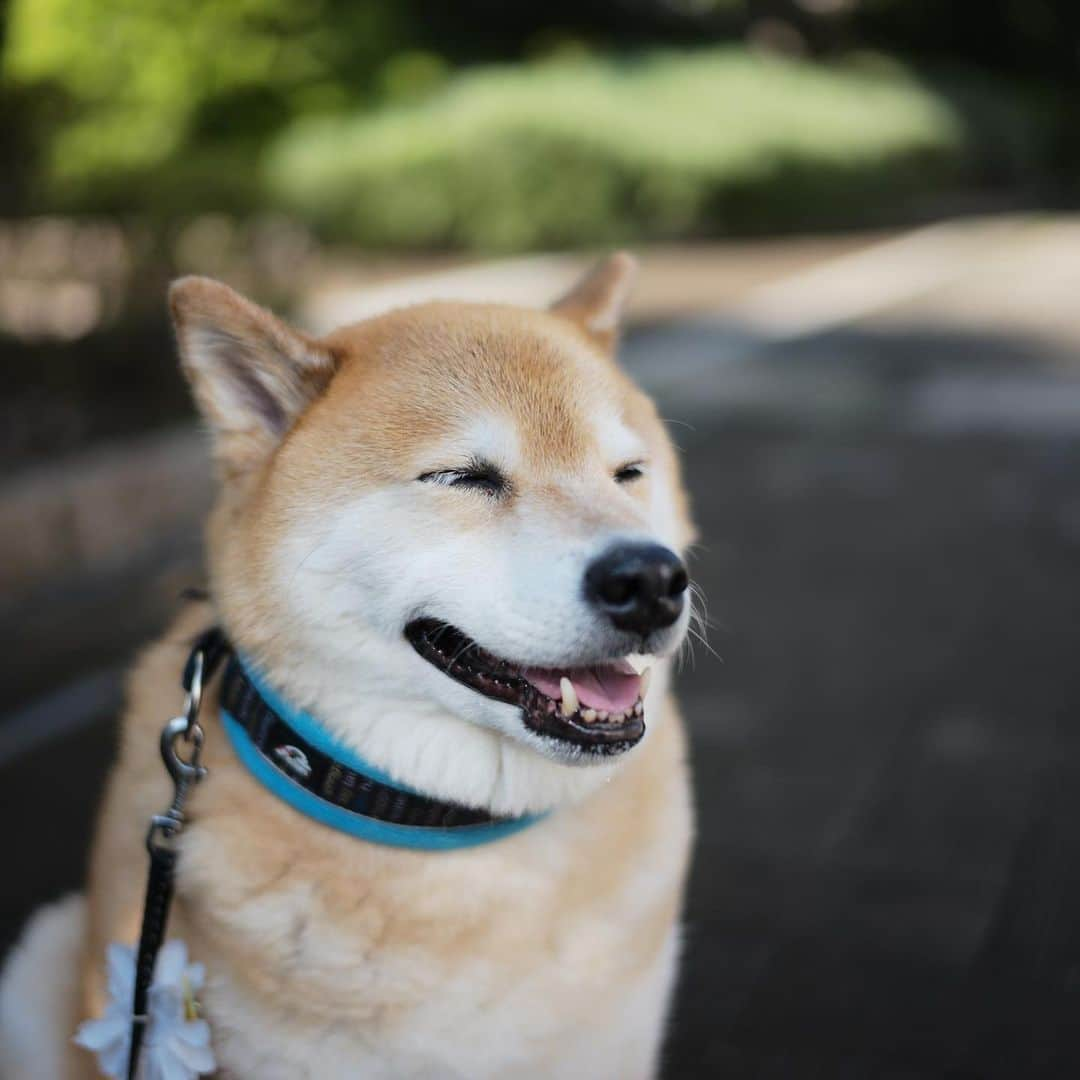 まる（まるたろう）さんのインスタグラム写真 - (まる（まるたろう）Instagram)「It's such beautiful weather today. ✨🐶☺️✨今日は雨どころか超晴れてんじゃん #嬉しいな #みんなもお洗濯いっぱい出来るね #そういえば昨日の夜ドーンって聞こえた #あれびっくりしたよね」7月2日 8時45分 - marutaro