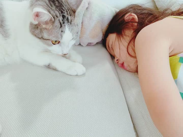 kinaxのインスタグラム：「. good morning(๑′ᴗ‵๑)☀in Japan, and good afternoon, good evening, good night for world friends! . まだまだ風は強いけど、晴天な朝☀️ . . ゆうべ隣に寝ているむちこさんが熱くて 測ったら38度超え(´Д` ) . 熱以外はお鼻が少し出るくらいで 食欲も元気もあるけど今日はお休みしました📛 . 幼稚園からも、今日は熱でお休みのお友達が多いと 連絡があったので 流行ってたのを貰ってきたかな？ 早く良くなるといいな😷 . . 幼稚園お休みしたし、まだ寝かせておこうと思ったら 早々に1人で起きてきてソファで二度寝したところに 寄り添うルナ🌙 . . 猫ちゃんの感情表現がまだ掴みきれなくて むちこさんに捕獲されて 目が座ってるところばかり見ているので あんまりなのかな、と思いきや なんだかんだむちこさんの側にいる事の多い 子猫たち🐈 . むちこさんは わんこもにゃんこも大好きでたまらないから よかったねぇー(๑′ᴗ‵๑)♡ . . 今日は暑くなるみたいだし みんなも体調管理に気をつけてね。 . #親バカ部 #猫バカ部 #kinaxvideo #ちびっこにゃんこ #なんだかんだ仲良し #早くよくなぁれ 2020/07/02」