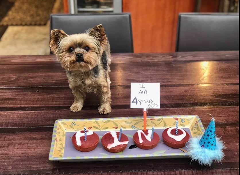 ピーター・ファシネリのインスタグラム：「A picture of my sisters dog Pino to put a smile on your face. Double tap to wish him a happy birthday.」