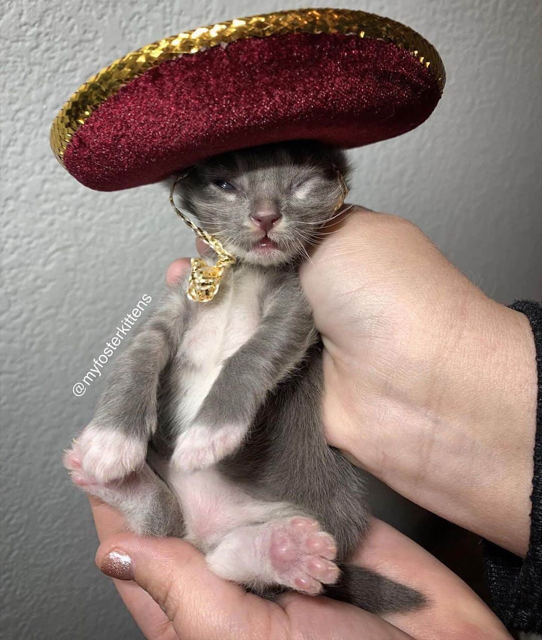 Cats of Instagramさんのインスタグラム写真 - (Cats of InstagramInstagram)「From @myfosterkittens: “How can we tell the kittens apart? Joaquin wears the red sombrero!  When we were in Mexico I bought these mini sombreros and everyone who knows me knew EXACTLY what they were for.” #catsofinstagram」7月2日 9時02分 - cats_of_instagram