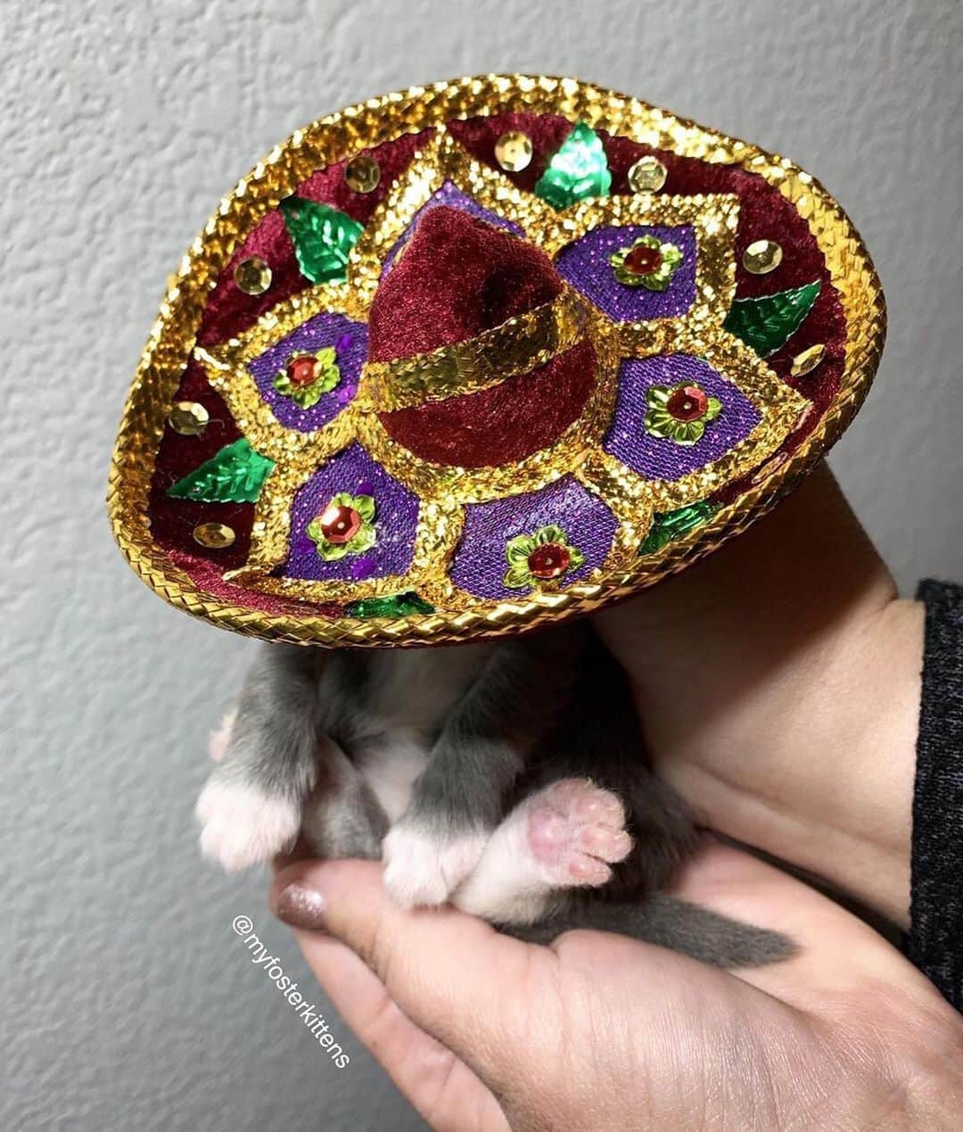 Cats of Instagramさんのインスタグラム写真 - (Cats of InstagramInstagram)「From @myfosterkittens: “How can we tell the kittens apart? Joaquin wears the red sombrero!  When we were in Mexico I bought these mini sombreros and everyone who knows me knew EXACTLY what they were for.” #catsofinstagram」7月2日 9時02分 - cats_of_instagram