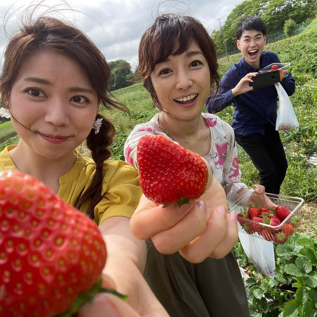 谷藤博美さんのインスタグラム写真 - (谷藤博美Instagram)「﻿ ﻿ HBCいちご狩り隊長　佐藤アナと﻿ ﻿ はじめての屋外いちご狩り波多野アナと3人で﻿ ﻿ 千歳市の　松浦農場　にお邪魔しました。﻿ ﻿ ﻿ ﻿ 松浦農場さん　  とても広い敷地の中で﻿ ﻿ 3種類のいちごが楽しめましたよ♪﻿ ﻿ ﻿ あま～いイチゴは勿論ですが﻿ ﻿ 検温や会計をしてくれる﻿ ﻿ 農園のスタッフさんが﻿ ﻿ とてもやさしくて、﻿ ﻿ 面白くて心が癒されました。﻿ ﻿ 3人で写真を撮ってあげようと﻿ ﻿ 声をかけてくれたのですが﻿ ﻿ 「今日はとっても良い日だ～～～～～～～！！！！！」﻿ ﻿ 「楽しい～～～～～～～！！！」﻿ ﻿ ﻿ など声をだしてくれて、﻿ ﻿ 我々思わずニコニコになりました。﻿ ﻿ ﻿ そんなスタッフさん「手書きの看板」は﻿ ﻿ とてもカラフルで味がある！﻿ ﻿ 何枚も掲げられているので﻿ ﻿ 是非訪れた際はチェックしてくださいね😊﻿ ﻿ ﻿ ﻿ 農園でとれたハスカップソースの﻿ かかったソフトクリームも絶品でした🍦﻿ ﻿ ﻿ ﻿ HBC一番イチゴが似合う﻿ ﻿ ﻿ 佐藤彩アナウンサーといちご狩りの旅は﻿ ﻿ ﻿ ....つづく！？﻿  #谷藤博美 #佐藤彩 #波多野裕太 #アナウンサー　 #北海道放送 #いちご　#いちご狩り　#農園　#hokaido #hokkaido #hokkaidolikers #自然満喫　#ウサギちゃんもいました🐰　#松浦農場」7月2日 9時15分 - tanifuji_63