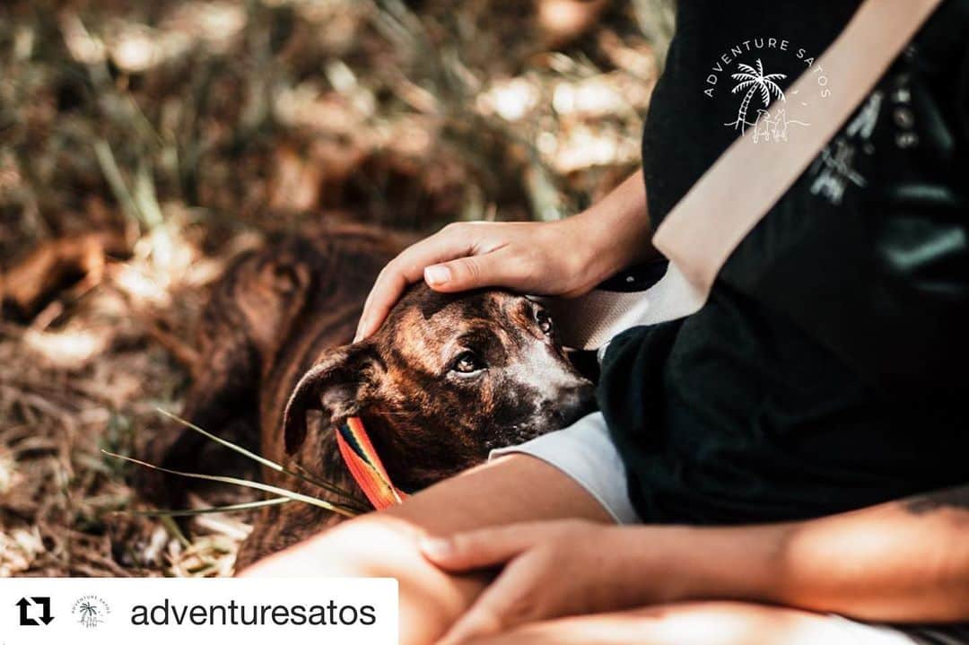 ロゼリン・サンチェスさんのインスタグラム写真 - (ロゼリン・サンチェスInstagram)「I’m incredibly sick in bed and the few times that I’ve been able to check my phone is to follow this story from @adventuresatos It warms my heart that they are helping with the rescue of a dog that I’m in love with (un macho arrisco!) and while doing that they are rescuing a group of puppies in need.  MIL GRACIAS POR TODO Y POR TANTO.  Ahora bien, como toda organización necesitan ayuda.  Así que por favor lean ⬇️  #Repost @adventuresatos with @get_repost ・・・ Rescue Day: Part One — How do we begin?  Fellow animal lover & rescuer @roselyn_sanchez sent us a post regarding a shaggy Sato recently dumped on the beach in Manati, Puerto Rico.  We then contacted the woman who posted the photo & coordinated to take the shaggy dog. She informed us of these 5 puppies in the same area in need of rescue.  Our Team members @g.ggc_ & @just.somedogs drove to the beach today ready to rescue the dog from the post but instead only found the puppies. @puertorrican.paws led the team straight to them.  The only puppy that they were able to rescue is the brindle puppy in the first photo. The other ones ran away.  I wanted to let you all know that we will be returning for the original shaggy dog tomorrow & the rest of the puppies if possible.   In order to rescue we need volunteers, funds & foster homes. We wish we could help them all but our partners at @lovesanimalrescue does so much heavy lifting & 90% of the time ends up fostering all of the dogs we take on as a team because of lack of foster homes (hogares temporarios).  I will introduce the latest member of the #ASLAR team (Adventure Satos Loves Animal Rescue) tomorrow in part two.  If you are interested in fostering, volunteering (anything from feeding dogs, bathing them, helping us catch them, taking photos) please contact us to be a part of the team.  Right now we are a small group of 4 women, animal lovers, artists trying to use photography to tell their stories.  We need your help.  📷: @just.somedogs for @adventuresatos   ⠀⠀⠀⠀⠀⠀⠀⠀⠀⠀⠀⠀ ⠀⠀⠀⠀⠀⠀⠀⠀⠀⠀⠀⠀ ⠀⠀⠀⠀⠀⠀⠀⠀⠀⠀⠀⠀ ⠀⠀⠀⠀⠀⠀⠀⠀⠀⠀⠀⠀ ⠀⠀⠀⠀⠀⠀⠀⠀⠀⠀⠀⠀ ⠀⠀⠀⠀⠀⠀⠀⠀⠀⠀⠀⠀ ⠀⠀⠀⠀⠀⠀⠀⠀⠀⠀⠀⠀ ⠀⠀⠀⠀⠀⠀⠀⠀⠀⠀⠀⠀ ⠀⠀⠀⠀⠀⠀⠀⠀⠀⠀⠀⠀ ⠀⠀⠀⠀⠀⠀⠀⠀⠀⠀⠀⠀ ⠀⠀⠀⠀⠀⠀⠀⠀⠀⠀⠀⠀ ⠀⠀⠀⠀⠀⠀⠀⠀⠀⠀⠀⠀ ⠀⠀⠀⠀⠀⠀⠀⠀⠀⠀⠀⠀ ⠀⠀⠀⠀⠀⠀⠀⠀⠀⠀⠀⠀ ⠀⠀⠀⠀⠀⠀⠀⠀⠀⠀⠀⠀ ⠀⠀⠀⠀⠀」7月2日 9時28分 - roselyn_sanchez