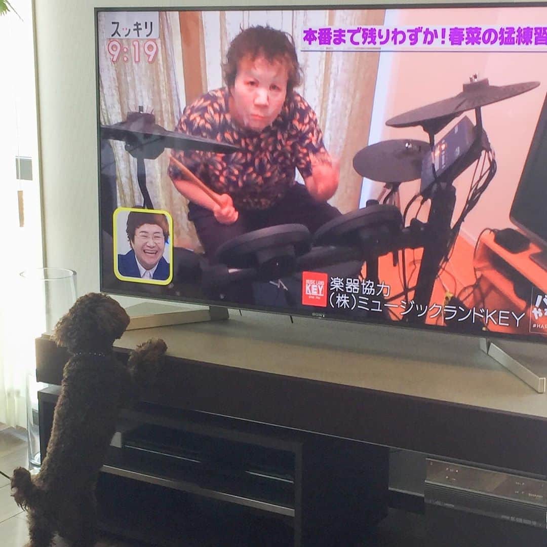 網野友雄のインスタグラム：「突然スッキリの「バンドやろうぜ」が気になった犬🐶 #スッキリ #トイプードル」