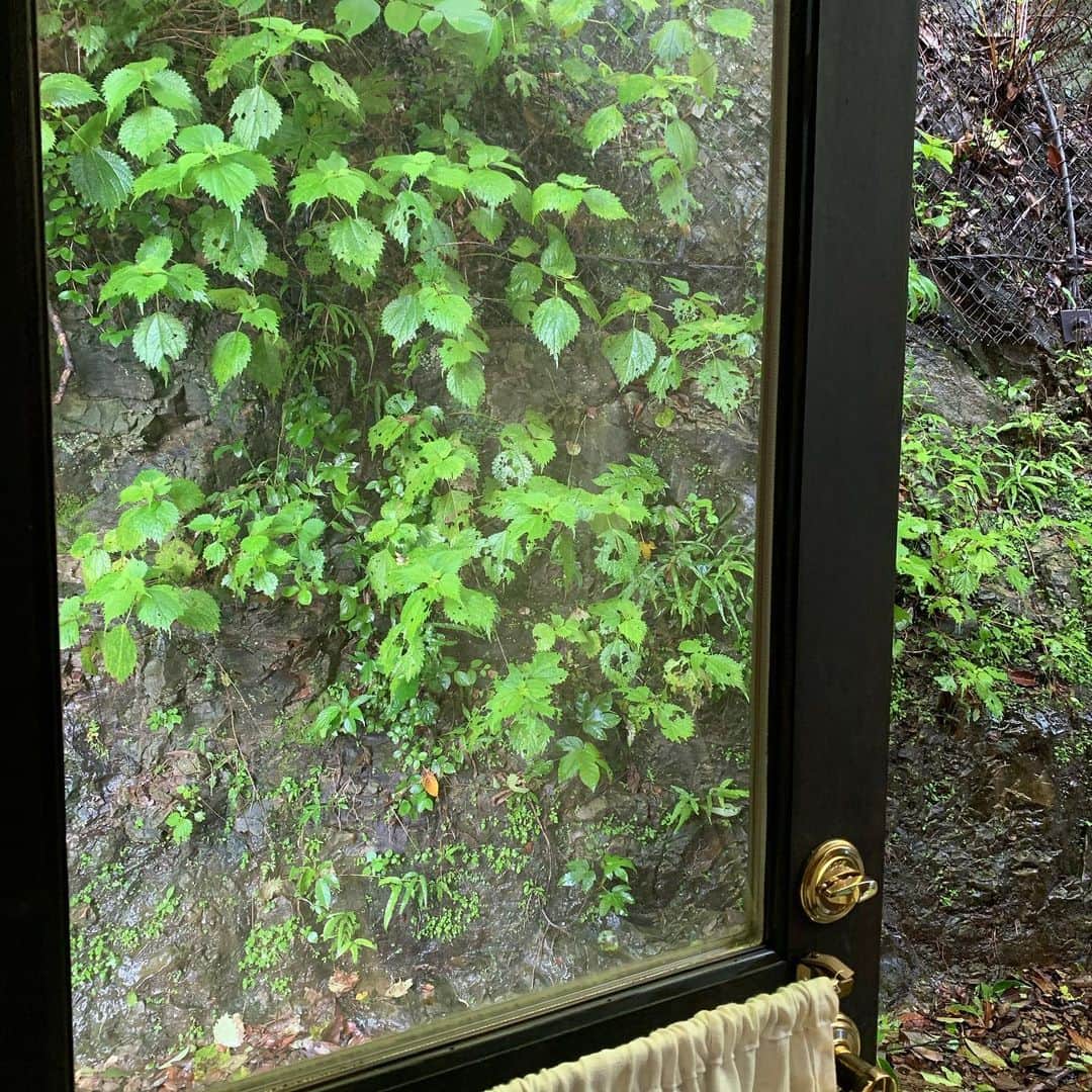 クリス智子さんのインスタグラム写真 - (クリス智子Instagram)「雨上がりの朝、緑がきれいだー。  2,3枚目は、今の家に引っ越して出逢った庭の花。葉の印象の方が強いのですが、毎年、この頃に、可愛い白を。  ツクバネソウではないか、と以前教えてもらいましたが、似ているようで、ん〜🤔  昨日、番組で、わからない植物があったら、写真を撮って、近所の人に聞く、と話したら、花アプリを入れたらどうでしょう？と、たくさん頂き💦 やっぱり入れてみるかなーと思う朝。  名前は知らなくてもいいんですけどね。あ、私が名前をつけちゃえばよいのか🙃  朝から晴れ晴れ。 みなさん、今日もすこやかな一日を！  #窓景」7月2日 9時55分 - chris_tomoko