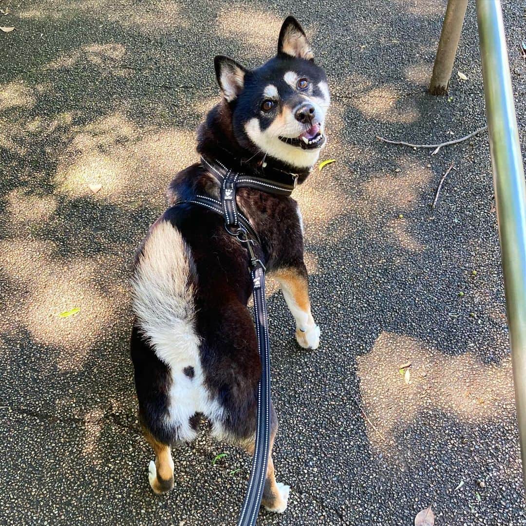 vo_coのインスタグラム：「☀️ 木漏れ日の中の見返り柴 おしりの穴がもう少しでハート♡だった！惜しい！ * #見返り柴 #shibastagram #instashiba #shiba #shibainu #黒柴 #柴犬」