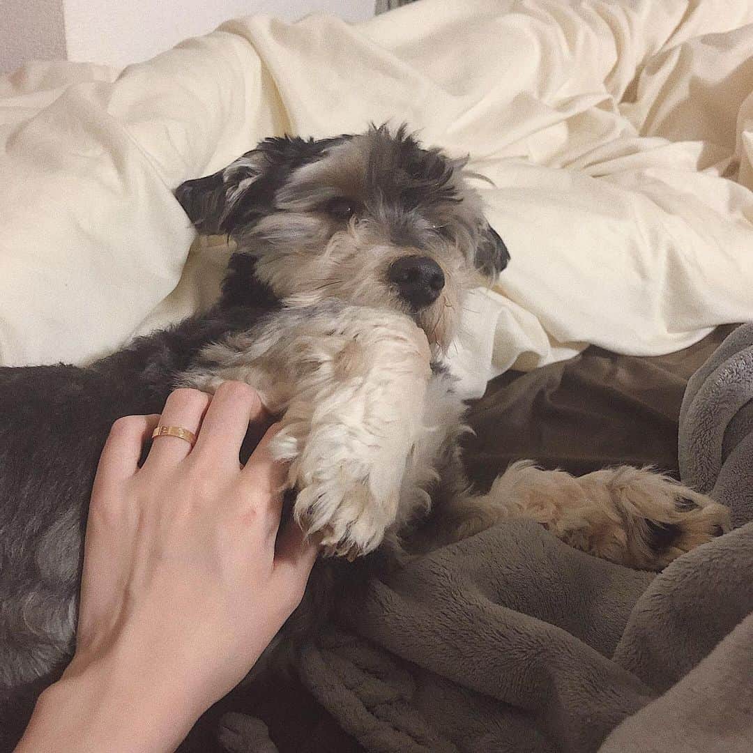 松尾 瞳のインスタグラム：「🖤 . きみってどうしてそんなに可愛いんだろうね。🐶 . #ミックス犬  #シュナウザーではない #マルックス #サンジとゾロリ」